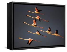 Greater Flamingos (Phoenicopterus Roseus) in Flight, Camargue, France, April 2009-Allofs-Framed Stretched Canvas