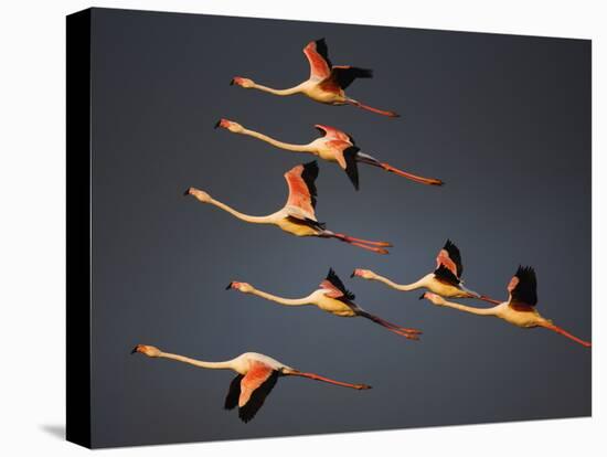 Greater Flamingos (Phoenicopterus Roseus) in Flight, Camargue, France, April 2009-Allofs-Stretched Canvas