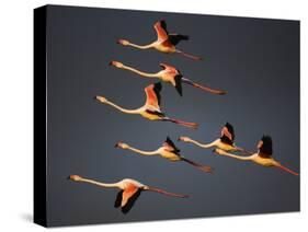 Greater Flamingos (Phoenicopterus Roseus) in Flight, Camargue, France, April 2009-Allofs-Stretched Canvas