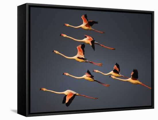 Greater Flamingos (Phoenicopterus Roseus) in Flight, Camargue, France, April 2009-Allofs-Framed Stretched Canvas