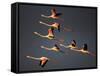 Greater Flamingos (Phoenicopterus Roseus) in Flight, Camargue, France, April 2009-Allofs-Framed Stretched Canvas