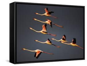 Greater Flamingos (Phoenicopterus Roseus) in Flight, Camargue, France, April 2009-Allofs-Framed Stretched Canvas