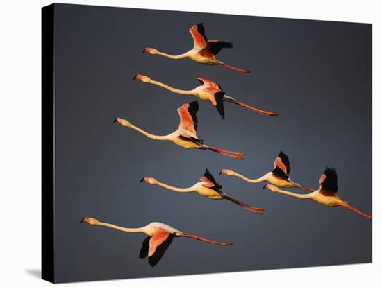 Greater Flamingos (Phoenicopterus Roseus) in Flight, Camargue, France, April 2009-Allofs-Stretched Canvas