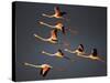 Greater Flamingos (Phoenicopterus Roseus) in Flight, Camargue, France, April 2009-Allofs-Stretched Canvas