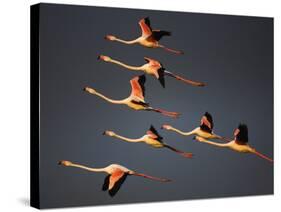 Greater Flamingos (Phoenicopterus Roseus) in Flight, Camargue, France, April 2009-Allofs-Stretched Canvas