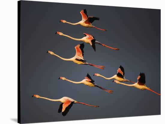 Greater Flamingos (Phoenicopterus Roseus) in Flight, Camargue, France, April 2009-Allofs-Stretched Canvas