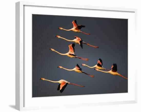 Greater Flamingos (Phoenicopterus Roseus) in Flight, Camargue, France, April 2009-Allofs-Framed Photographic Print