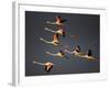 Greater Flamingos (Phoenicopterus Roseus) in Flight, Camargue, France, April 2009-Allofs-Framed Photographic Print