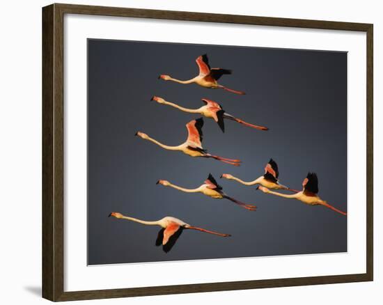 Greater Flamingos (Phoenicopterus Roseus) in Flight, Camargue, France, April 2009-Allofs-Framed Photographic Print