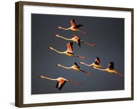 Greater Flamingos (Phoenicopterus Roseus) in Flight, Camargue, France, April 2009-Allofs-Framed Photographic Print