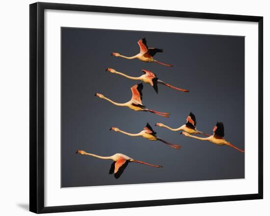 Greater Flamingos (Phoenicopterus Roseus) in Flight, Camargue, France, April 2009-Allofs-Framed Photographic Print