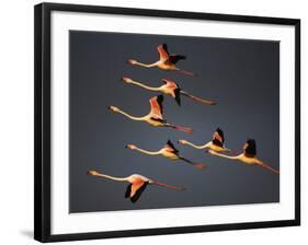 Greater Flamingos (Phoenicopterus Roseus) in Flight, Camargue, France, April 2009-Allofs-Framed Photographic Print