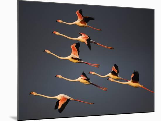 Greater Flamingos (Phoenicopterus Roseus) in Flight, Camargue, France, April 2009-Allofs-Mounted Photographic Print