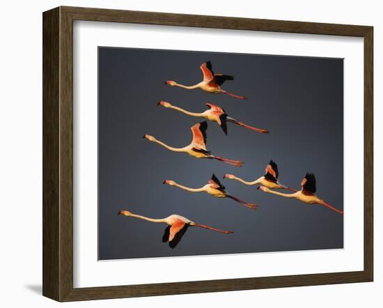 Greater Flamingos (Phoenicopterus Roseus) in Flight, Camargue, France, April 2009-Allofs-Framed Photographic Print