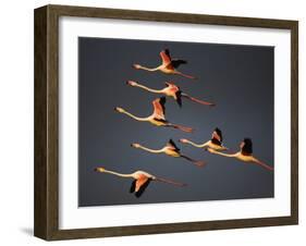 Greater Flamingos (Phoenicopterus Roseus) in Flight, Camargue, France, April 2009-Allofs-Framed Photographic Print