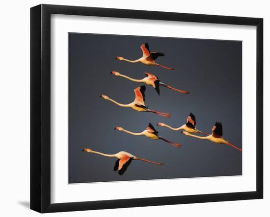 Greater Flamingos (Phoenicopterus Roseus) in Flight, Camargue, France, April 2009-Allofs-Framed Photographic Print