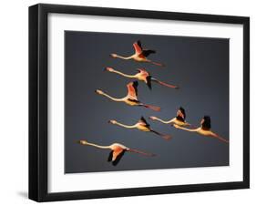 Greater Flamingos (Phoenicopterus Roseus) in Flight, Camargue, France, April 2009-Allofs-Framed Photographic Print