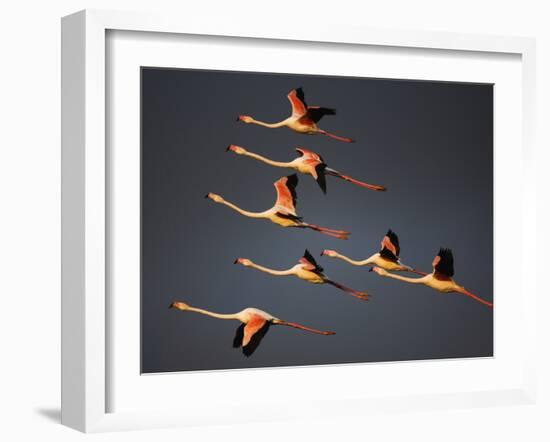 Greater Flamingos (Phoenicopterus Roseus) in Flight, Camargue, France, April 2009-Allofs-Framed Photographic Print