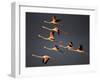 Greater Flamingos (Phoenicopterus Roseus) in Flight, Camargue, France, April 2009-Allofs-Framed Photographic Print