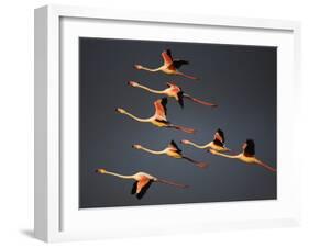 Greater Flamingos (Phoenicopterus Roseus) in Flight, Camargue, France, April 2009-Allofs-Framed Photographic Print