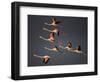 Greater Flamingos (Phoenicopterus Roseus) in Flight, Camargue, France, April 2009-Allofs-Framed Photographic Print