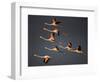 Greater Flamingos (Phoenicopterus Roseus) in Flight, Camargue, France, April 2009-Allofs-Framed Photographic Print