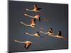 Greater Flamingos (Phoenicopterus Roseus) in Flight, Camargue, France, April 2009-Allofs-Mounted Photographic Print