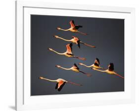 Greater Flamingos (Phoenicopterus Roseus) in Flight, Camargue, France, April 2009-Allofs-Framed Photographic Print