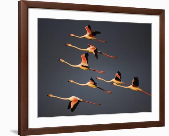 Greater Flamingos (Phoenicopterus Roseus) in Flight, Camargue, France, April 2009-Allofs-Framed Photographic Print