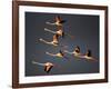 Greater Flamingos (Phoenicopterus Roseus) in Flight, Camargue, France, April 2009-Allofs-Framed Photographic Print