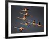 Greater Flamingos (Phoenicopterus Roseus) in Flight, Camargue, France, April 2009-Allofs-Framed Photographic Print