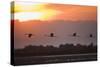 Greater Flamingos (Phoenicopterus Roseus) in Flight, Silhouetted at Sunrise, Camargue, France, May-Allofs-Stretched Canvas