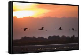 Greater Flamingos (Phoenicopterus Roseus) in Flight, Silhouetted at Sunrise, Camargue, France, May-Allofs-Framed Stretched Canvas