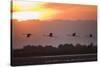 Greater Flamingos (Phoenicopterus Roseus) in Flight, Silhouetted at Sunrise, Camargue, France, May-Allofs-Stretched Canvas