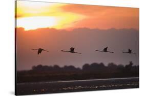 Greater Flamingos (Phoenicopterus Roseus) in Flight, Silhouetted at Sunrise, Camargue, France, May-Allofs-Stretched Canvas