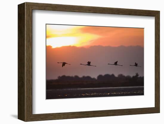 Greater Flamingos (Phoenicopterus Roseus) in Flight, Silhouetted at Sunrise, Camargue, France, May-Allofs-Framed Photographic Print