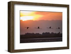 Greater Flamingos (Phoenicopterus Roseus) in Flight, Silhouetted at Sunrise, Camargue, France, May-Allofs-Framed Photographic Print