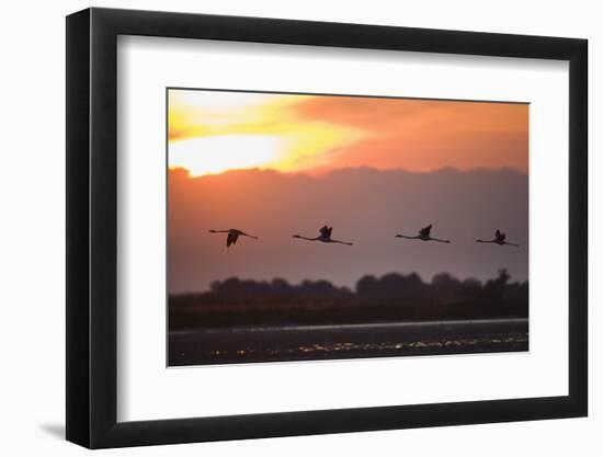 Greater Flamingos (Phoenicopterus Roseus) in Flight, Silhouetted at Sunrise, Camargue, France, May-Allofs-Framed Photographic Print