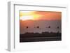 Greater Flamingos (Phoenicopterus Roseus) in Flight, Silhouetted at Sunrise, Camargue, France, May-Allofs-Framed Photographic Print