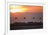 Greater Flamingos (Phoenicopterus Roseus) in Flight, Silhouetted at Sunrise, Camargue, France, May-Allofs-Framed Photographic Print