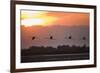 Greater Flamingos (Phoenicopterus Roseus) in Flight, Silhouetted at Sunrise, Camargue, France, May-Allofs-Framed Photographic Print