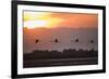 Greater Flamingos (Phoenicopterus Roseus) in Flight, Silhouetted at Sunrise, Camargue, France, May-Allofs-Framed Photographic Print