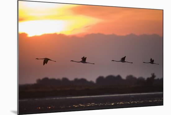 Greater Flamingos (Phoenicopterus Roseus) in Flight, Silhouetted at Sunrise, Camargue, France, May-Allofs-Mounted Photographic Print