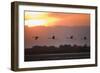 Greater Flamingos (Phoenicopterus Roseus) in Flight, Silhouetted at Sunrise, Camargue, France, May-Allofs-Framed Photographic Print