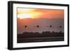 Greater Flamingos (Phoenicopterus Roseus) in Flight, Silhouetted at Sunrise, Camargue, France, May-Allofs-Framed Photographic Print