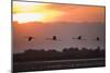 Greater Flamingos (Phoenicopterus Roseus) in Flight, Silhouetted at Sunrise, Camargue, France, May-Allofs-Mounted Photographic Print