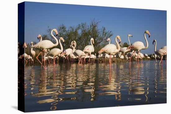 Greater Flamingos (Phoenicopterus Roseus) in Lagoon, Camargue, France, April 2009-Allofs-Stretched Canvas