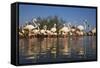 Greater Flamingos (Phoenicopterus Roseus) in Lagoon, Camargue, France, April 2009-Allofs-Framed Stretched Canvas