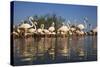 Greater Flamingos (Phoenicopterus Roseus) in Lagoon, Camargue, France, April 2009-Allofs-Stretched Canvas