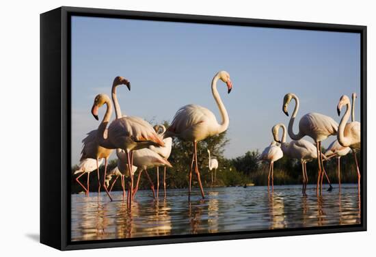 Greater Flamingos (Phoenicopterus Roseus) in Lagoon, Camargue, France, April 2009-Allofs-Framed Stretched Canvas